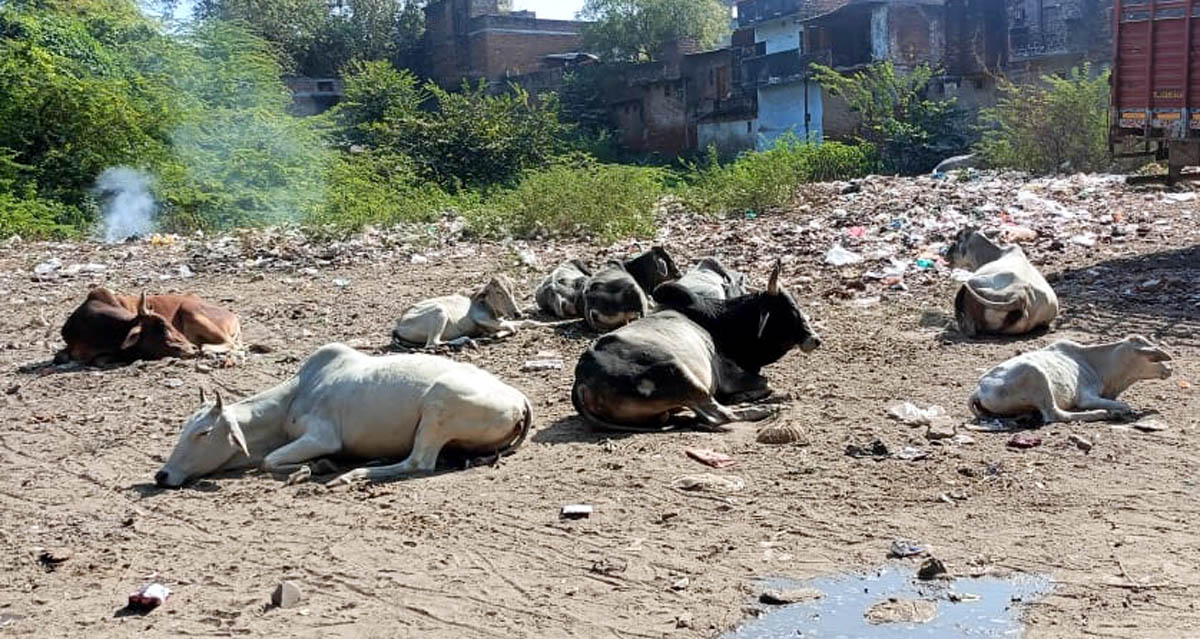 शासन ने पत्र जारी कर एक सप्ताह में मांगा डीपीआर ,500 गोवंश के क्षमता की कान्हा गौशाला